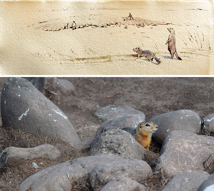 Норные животные, такие как суслики и сурки, нередко нарушают и тревожат древние погребения («Наука из первых рук» №3, 2020)