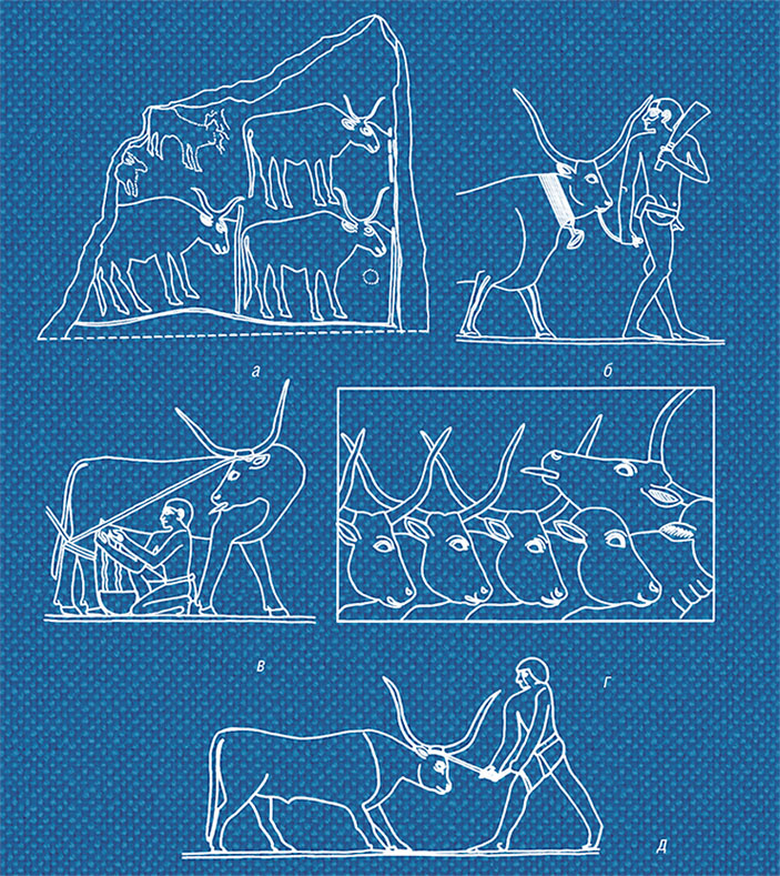 Быков с лировидными рогами, подобных изображенным на стеле, найденной на Алтае у с. Озерное, можно увидеть на египетских барельефах и росписях гробниц, начиная с Древнего царства («Наука из первых рук» №3, 2020)