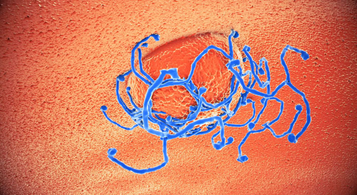 Фрагмент жизненного цикла вируса гепатита C («Троицкий вариант» № 22, 2020)