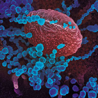 Жить с коронавирусом