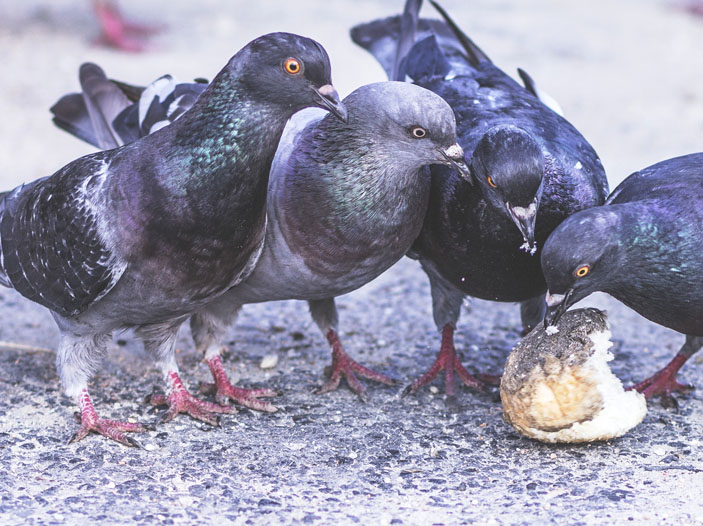 Голуби клюют булочку («Химия и жизнь» №10, 2020)