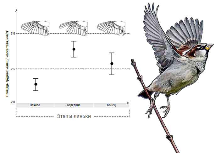 Чтобы нехватка перьев не затрудняла воробью полет, грудные мышцы во время линьки разрастаются, а масса тела уменьшается («Химия и жизнь» №10, 2020)
