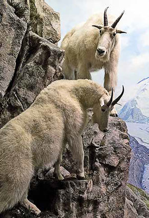 У снежных коз положение в группе зависит от возраста («Химия и жизнь» №10, 2020)