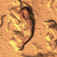 Нематода Caenorhabditis elegans, зараженная бактериями Serratia marcescens