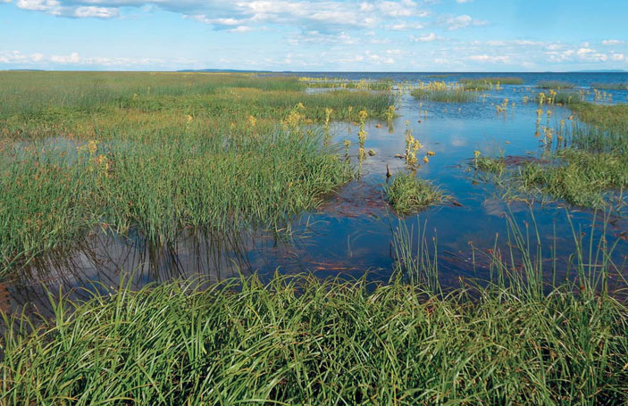 Прибрежно-водный ландшафт южной части Амурского лимана («Природа» №4, 2020)