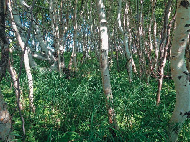 Березовое криволесье («Природа» №4, 2020)