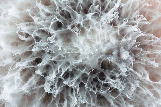 Рис. 5. Фрагмент колонии облигатного алкалофила Sodiomyces sp. nov. («Природа» №5, 2020)