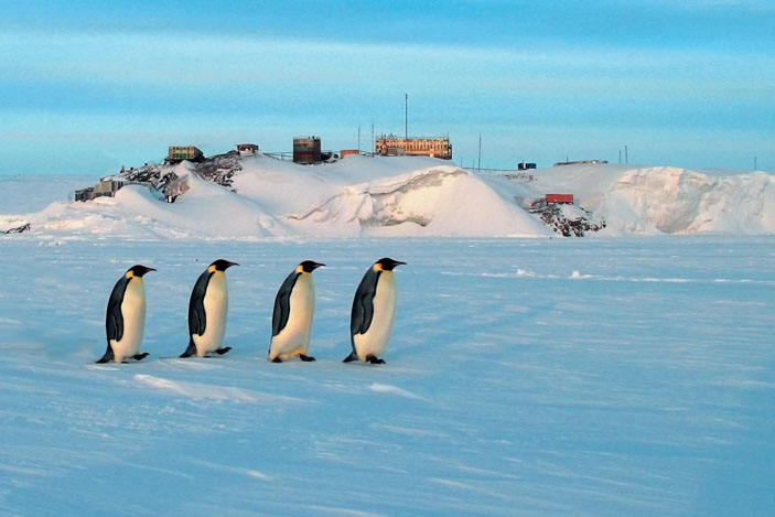 Императорские пингвины возле станции Мирный («Природа» №6, 2020)