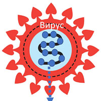 «ЭпиВакКорона»: что мы знаем и чего не знаем