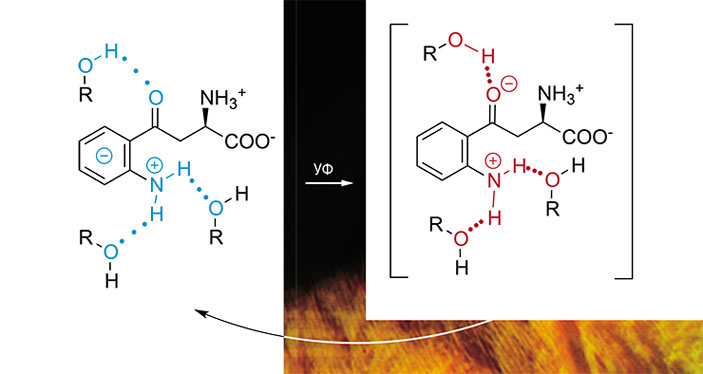 Высокая чувствительность возбужденного светом кинуренина к межмолекулярным водородным связям объясняется его структурой — наличием в ароматической системе амино- и карбонильной групп («Наука из первых рук» №4(89), 2020)