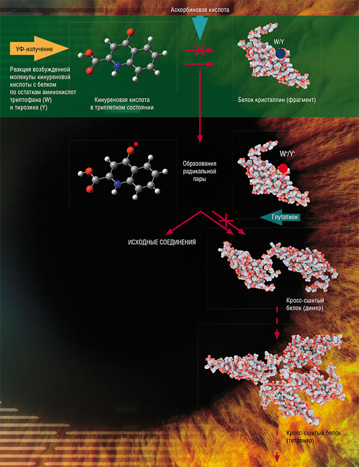 Под действием солнечного УФ-излучения молекулы кинуренинов образуют триплетные состояния («Наука из первых рук» №4(89), 2020)