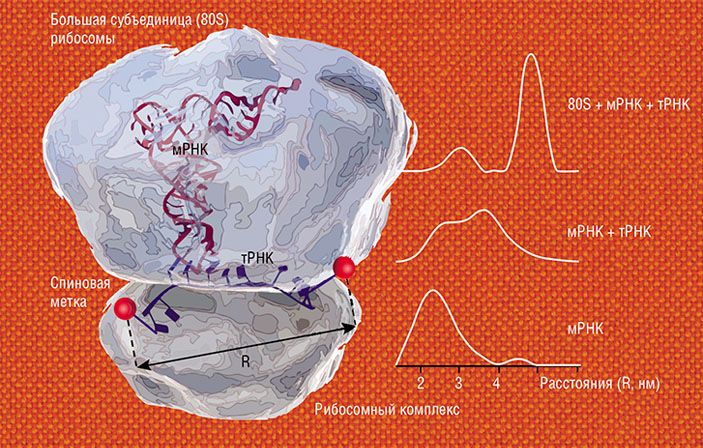 Методами импульсного ЭПР с использованием спиновых меток можно отслеживать структурные перестройки в биомолекулах и их многокомпонентных комплексах («Наука из первых рук» №4, 2020)
