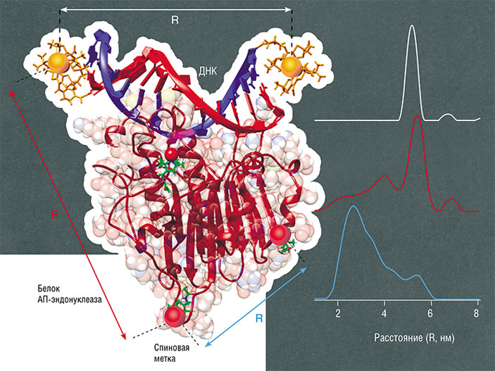 С помощью двух различных спиновых меток можно одновременно измерять сразу три расстояния между разными частями биомолекул («Наука из первых рук» №4, 2020)