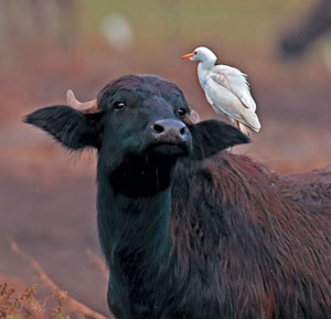 Азиатский буйвол (Bubalus bubalis) и египетская цапля (Bubulcus ibis) («Природа» №6, 2020)