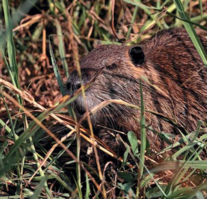 Нутрия (Myocastor coypus) («Природа» №6, 2020)