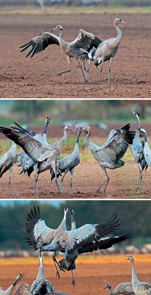 Серые журавли на зимовке в долине Хула («Природа» №6, 2020)