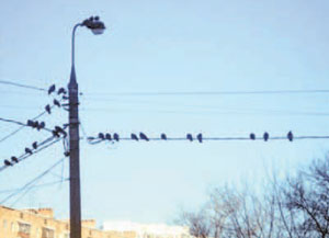 Птицы на проводах («Квант» №3, 2018)