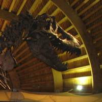 Скелеты тираннозавров из Юрского музея Астурии