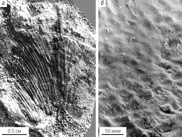 Пурсонгия из местонахождения Завражье («Природа» №7, 2020)