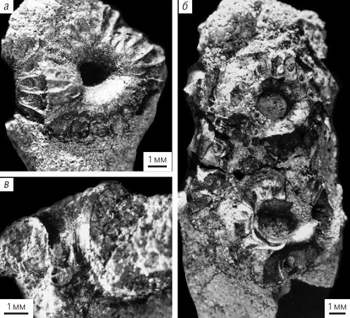 Строение женских репродуктивных органов Peltaspermum polyspermis («Природа» №7, 2020)