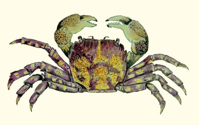 Азиатский прибрежный краб («Природа» №7, 2020)