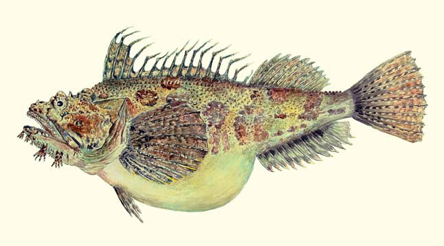 Волосатая рогатка (Hemitripterus villosus) («Природа» №7, 2020)