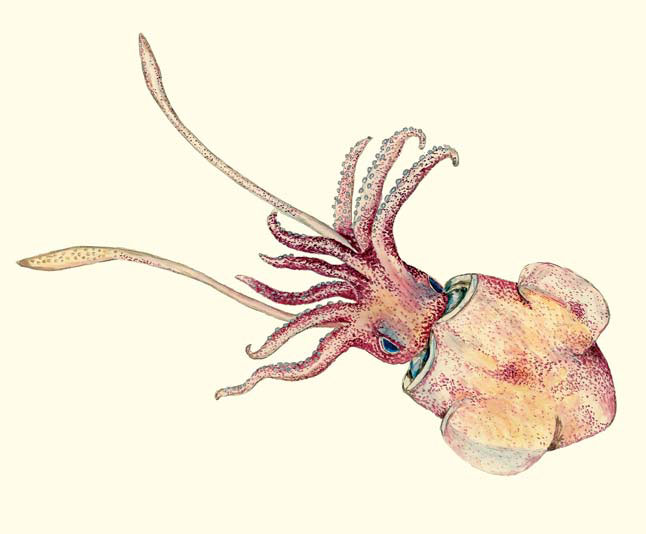 Тихоокеанская россия (Rossia pacifica), самец («Природа» №7, 2020)