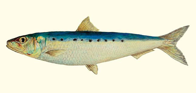 Дальневосточная сардина (Sardinops melanostictus) («Природа» №7, 2020)