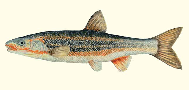 Мелкочешуйная краснопёрка-угай (Tribolodon brandtii), выловлена в р. Волчанке (Душкинской) («Природа» №7, 2020)