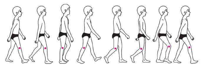 Рис. 3. Последовательность движений при ходьбе («Квант» №7, 2018)