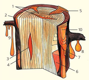 Естественные формы образования янтарей («Природа» №8, 2020)
