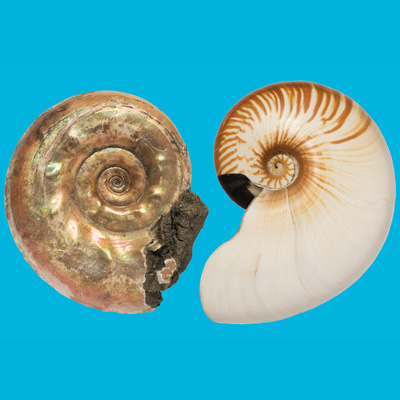 Рис. 1. Слева юрский аммонит Brightia, справа — современный наутилус Allonautilus