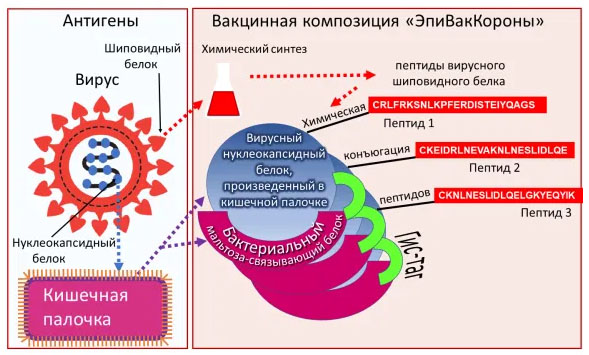 Рис. 1. Антигены коронавируса и кишечной палочки для «ЭпиВакКороны» («Троицкий вариант» №6, 2021)