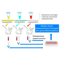 Вакцина «ЭпиВакКорона» в иллюстрациях
