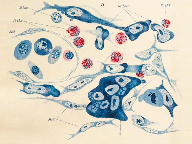 Образование крупных лимфоцитов из клеток мезенхимы («Природа» №8, 2020)