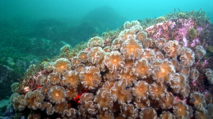 Актинии Metridium («Коммерсантъ Наука» № 9 (1), апрель 2021)