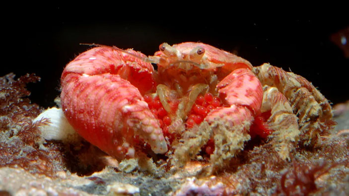 Dermaturus mandtii («Коммерсантъ Наука» № 9 (1), апрель 2021)