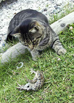 Кошка с добычей («Химия и жизнь» №3, 2021)