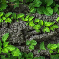 Растительный учет