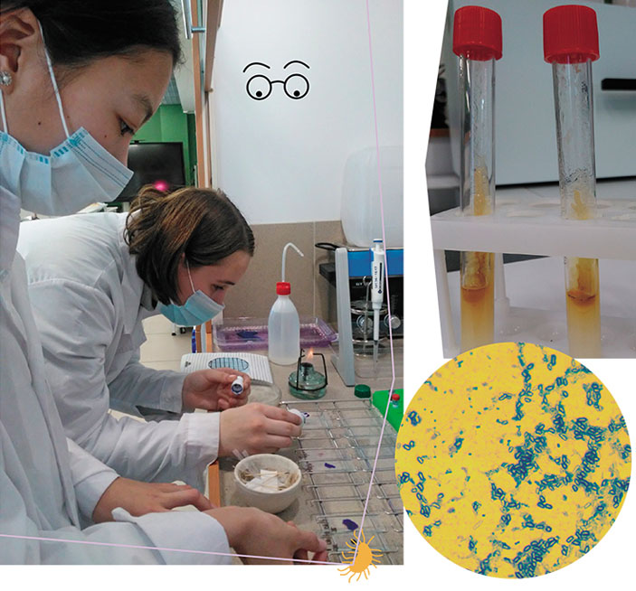 Команда «Микроискатели» из Республиканского центра дополнительного образования (Республика Алтай) ведет поиск лактобактерий («Наука из первых рук» №5–6(90), 2020)