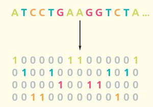Рис. 1. Числовое представление последовательности ДНК в формате one-hot-editing («Природа» №9, 2020)