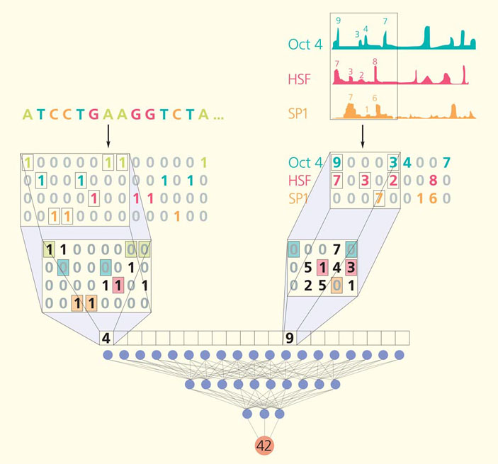 Рис. 2. Сверточная (конволюционная) нейросеть («Природа» №9, 2020)