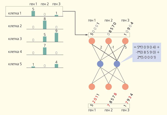 Рис. 7. Восстановление пропущенных значений в данных об экспрессии единичных клеток при помощи нейросети автокодировщик («Природа» №9, 2020)