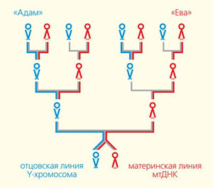 Рис. 1. Отцовские и материнские генетические линии («Природа» №11, 2020)