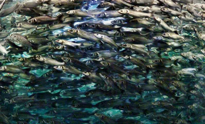 У этой толпы атлантических сельдей есть лидеры («Химия и жизнь» №5, 2021)