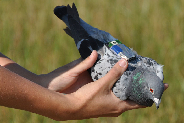 Миниатюрные устройства GPS позволяют следить за траекторией птичьего полета («Химия и жизнь» №5, 2021)