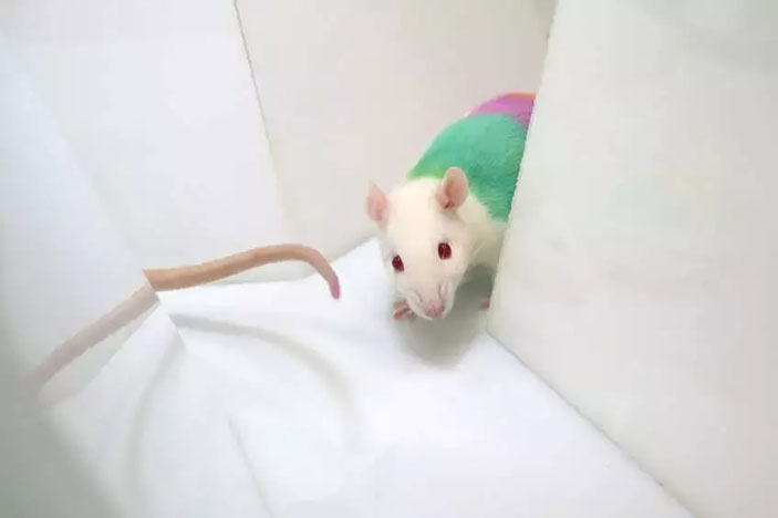 Крыса в лабиринте сворачивает в тот коридор, где видит сородича («Химия и жизнь» №5, 2021)