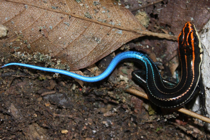 Молодой синехвостый сцинк Plestiodon elegans («Химия и жизнь» №6, 2021)