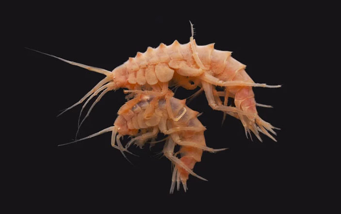 Байкальские рачки («Коммерсантъ Наука» №23, июнь 2021)