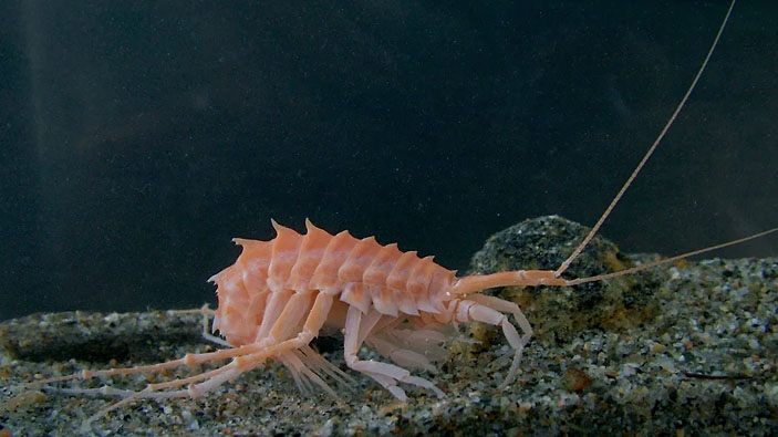 Эволюция байкальских бокоплавов доказывает, что в истории озера были периоды оледенения («Коммерсантъ Наука» №23, июнь 2021)